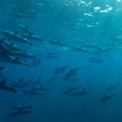 a group of fish in the water