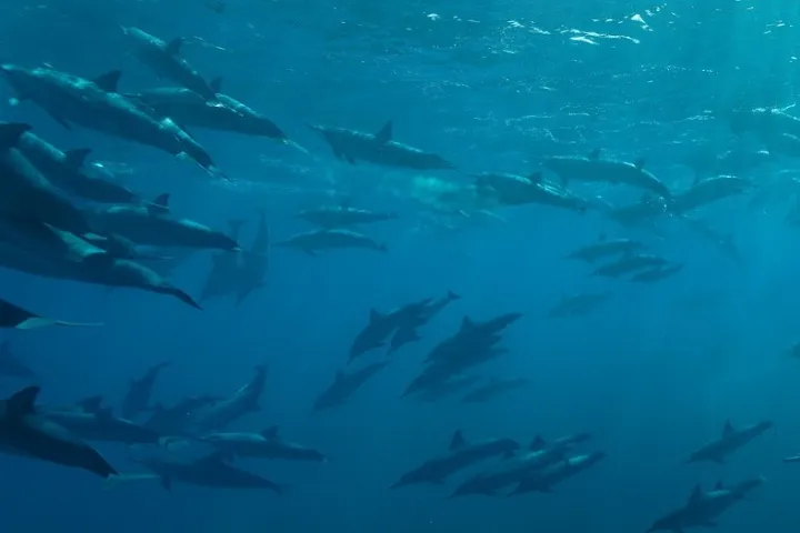 a group of fish in the water