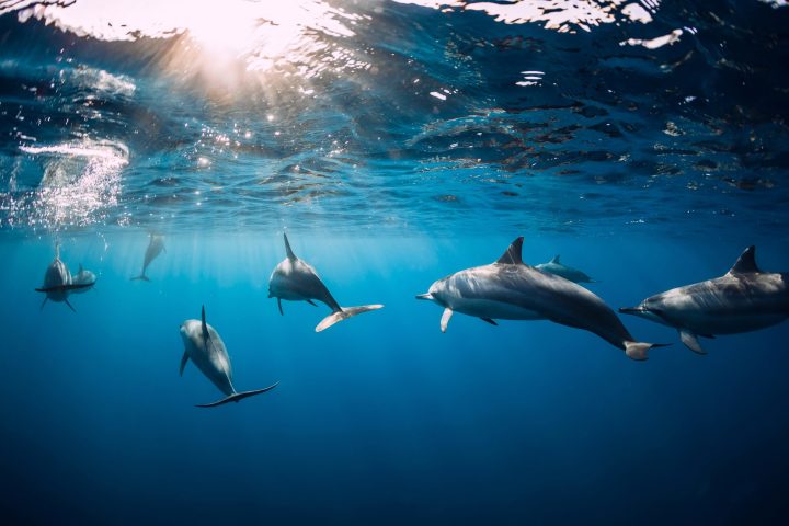 a flock of seagulls flying in the sky