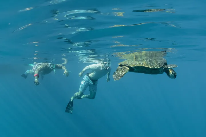 a turtle swimming under water while snorkeling with turtles on maui