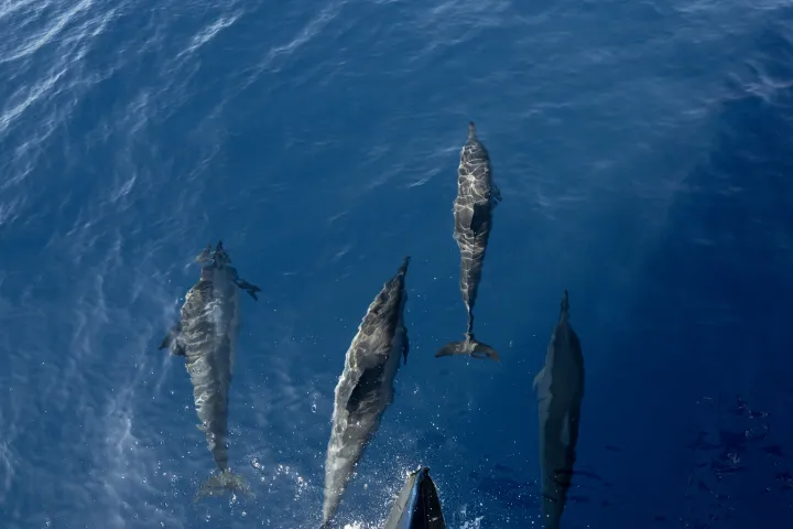 a group of dolphins in the water