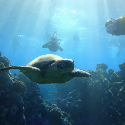 a turtle swimming under water