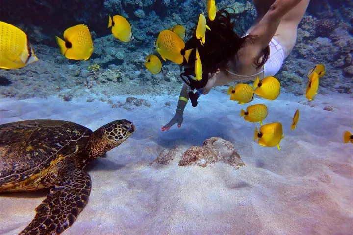 a group of stuffed animals