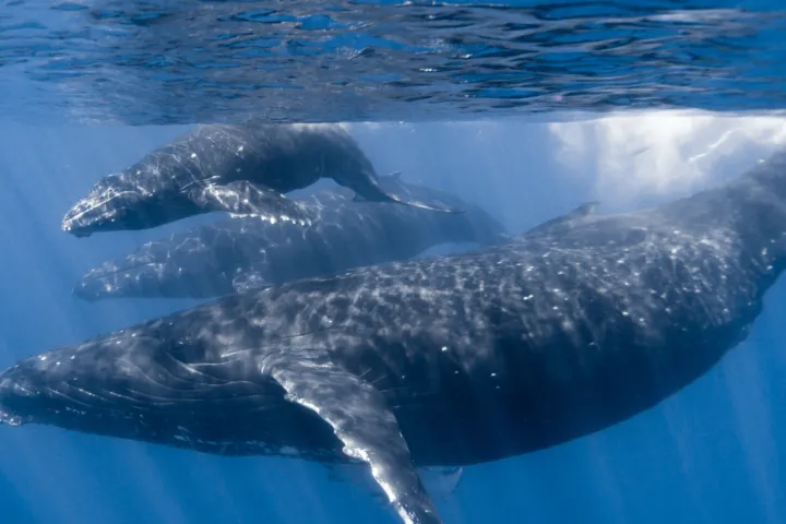 an animal swimming in the water