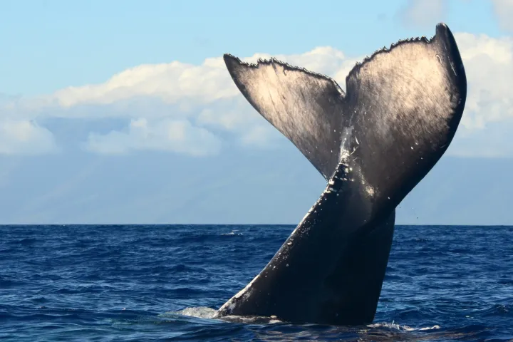 a large body of water