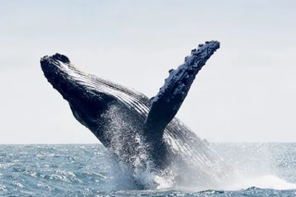a whale jumping out of the water