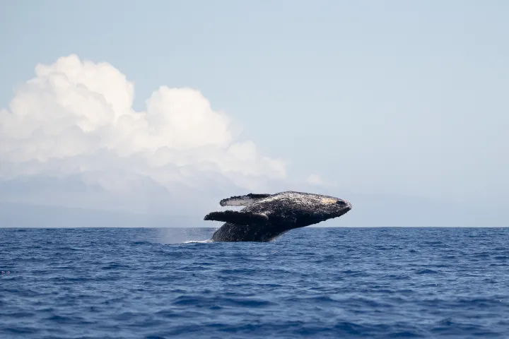 a large body of water