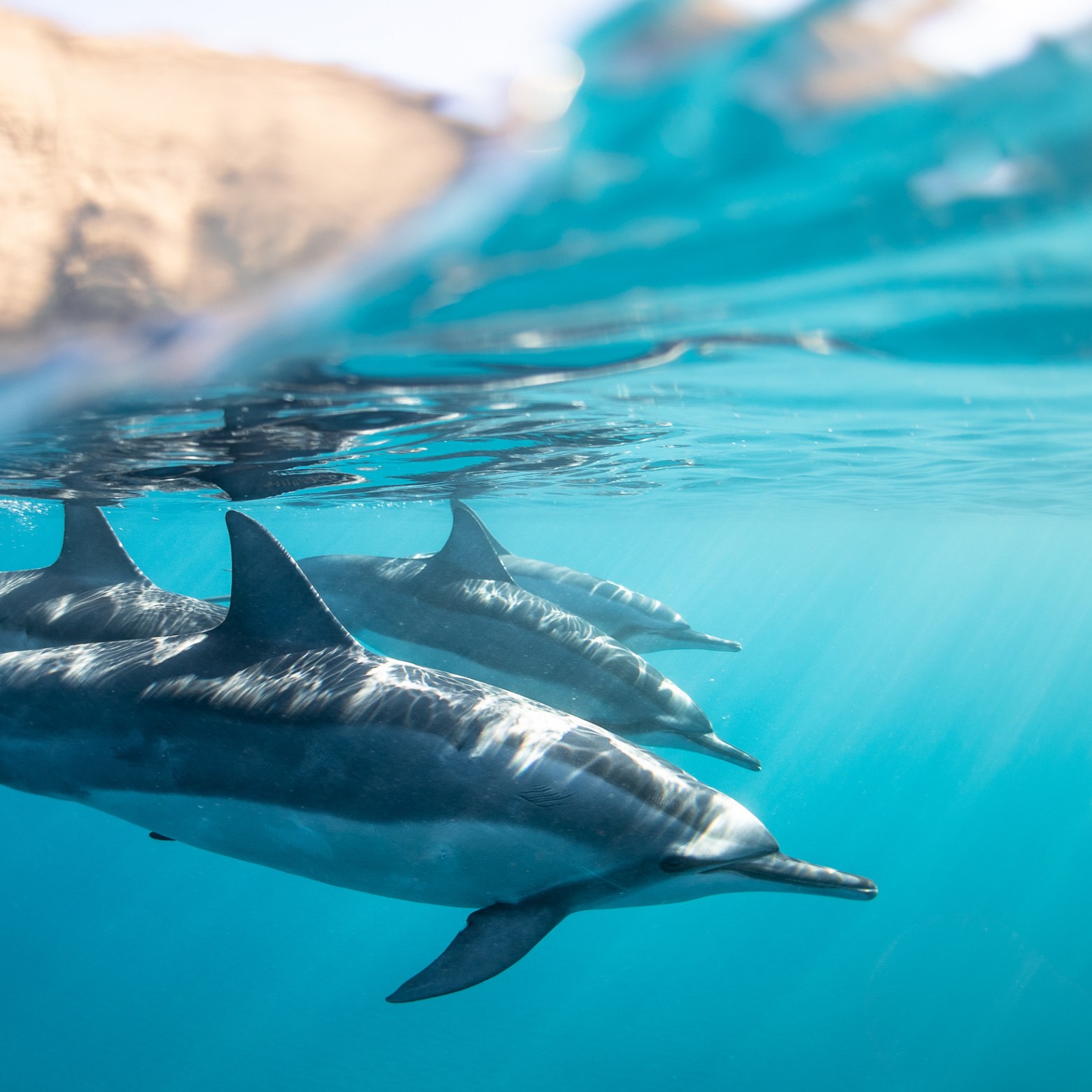 a bird swimming in blue water