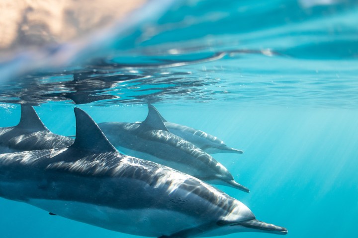 a bird swimming in blue water