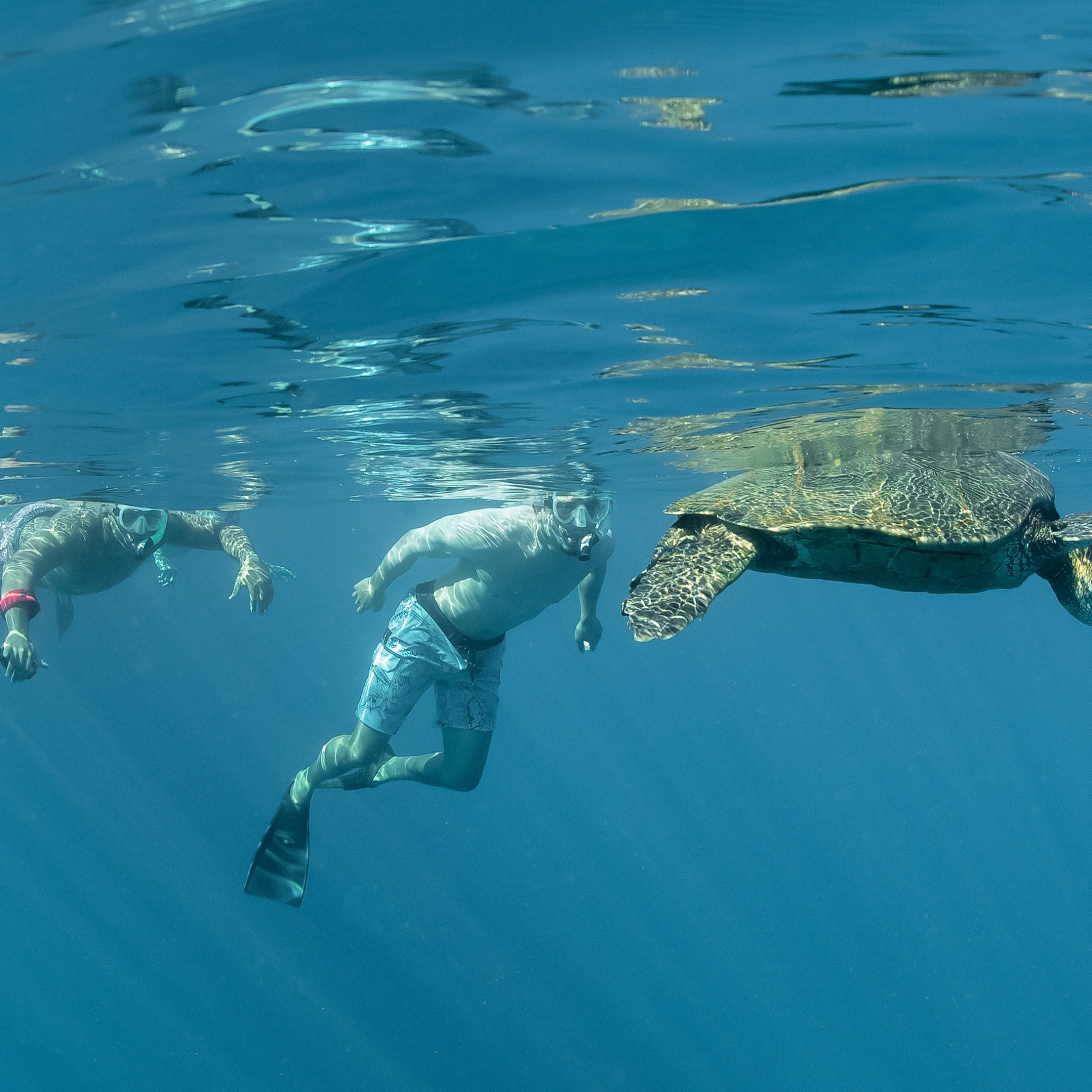 a turtle swimming under water