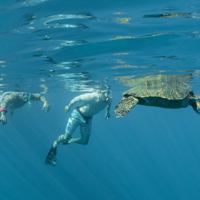 a turtle swimming under water
