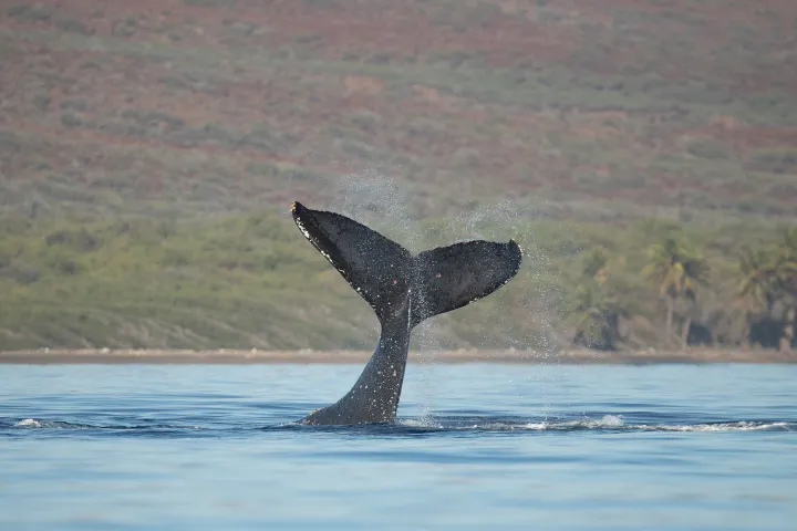 a small animal in a body of water