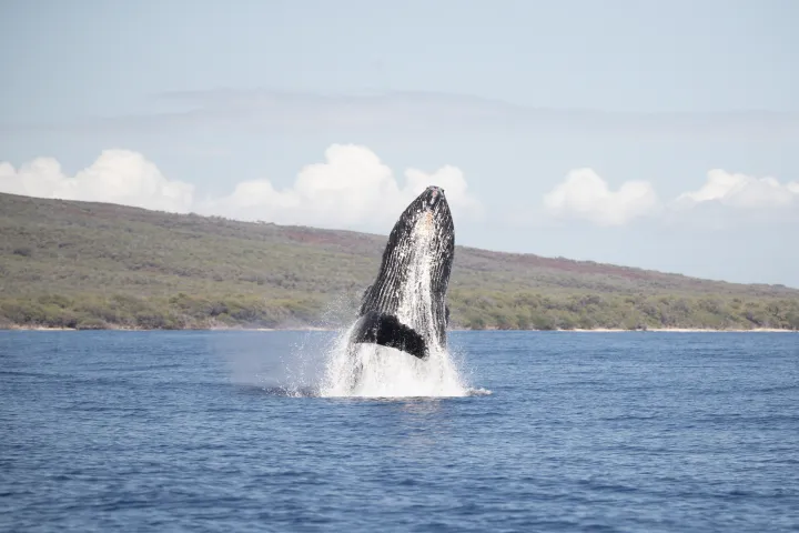 a body of water with a mountain in the background