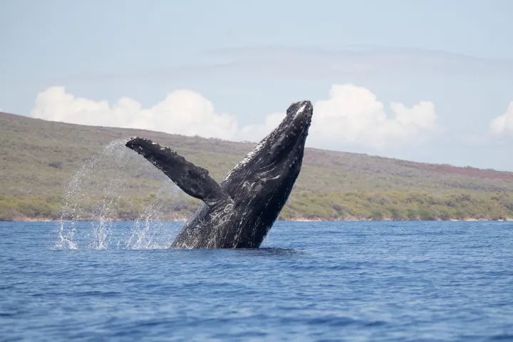 a body of water with a mountain in the background