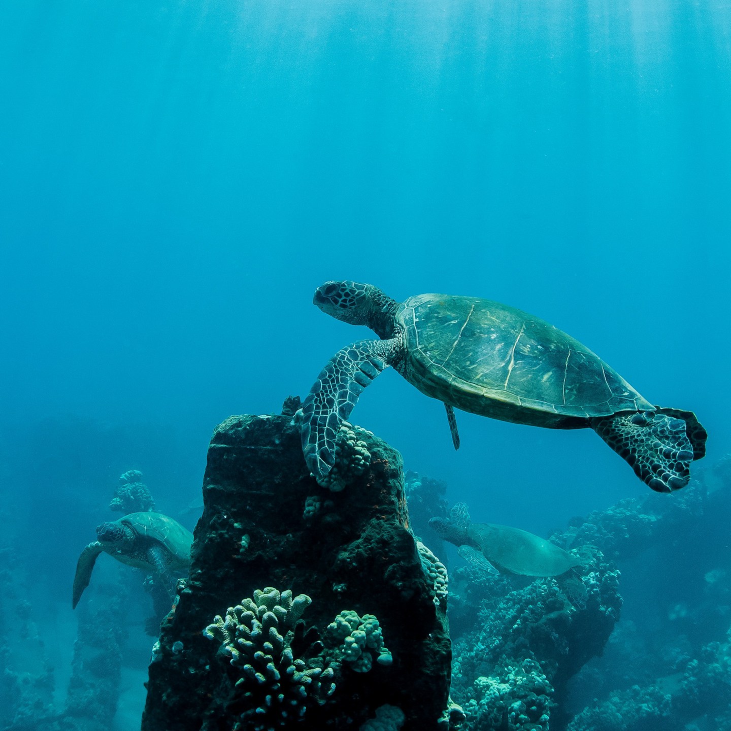 a turtle swimming under water