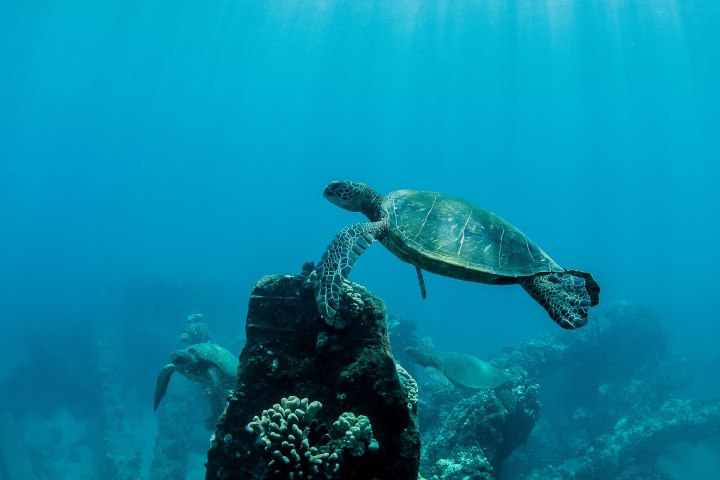 a turtle swimming under water