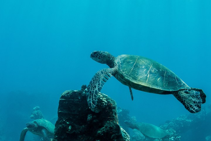 a Hawaii green sea turtle swimming under water
